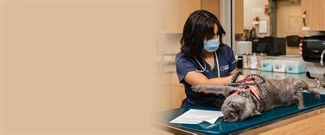 Foothills animal hospital emergency and specialty center yuma reviews - Patient surveys gather information for doctor’s offices, hospitals and other medical practices. The data collected can help make improvements within the practice and to recognize s...